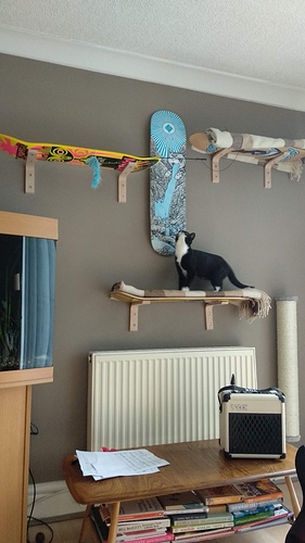 cat-wall