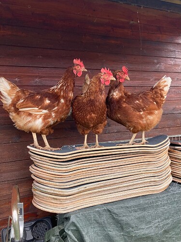 Photo 26.10.25 15 22 18