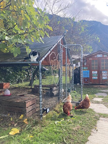 Photo 26.10.25 12 01 27