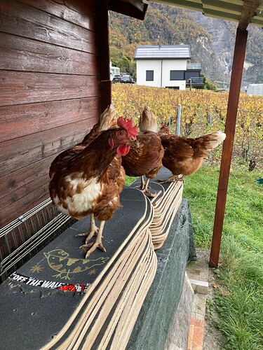 Photo 26.10.25 15 21 19