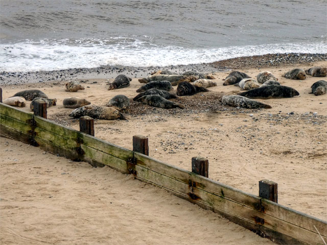 2022-01-15 - Horsey Seals